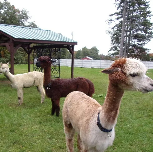 90a441_db3a1bc32c3f4fe79d18bcd8750c400fmv2